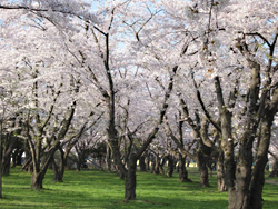 青葉ヶ丘公園