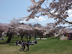 もりまち桜まつり01